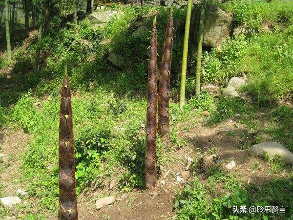 竹笋诗词精选三十一首,山中竹笋诗词