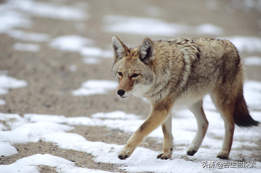 原始暴龙和原始大猩猩,发现远古传说中的霸王龙