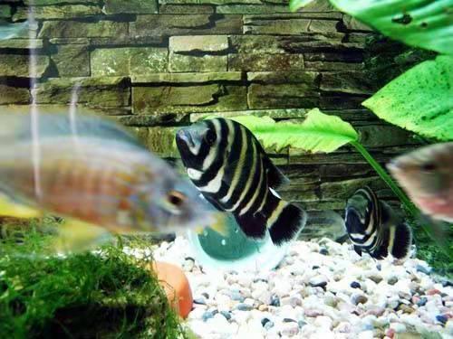 硝化细菌怎么才能越来越多,为什么硝化细菌会自己产生