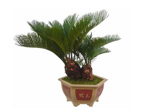 美叶凤尾蕉叶子发黄,美叶凤尾蕉为什么叶柄发软