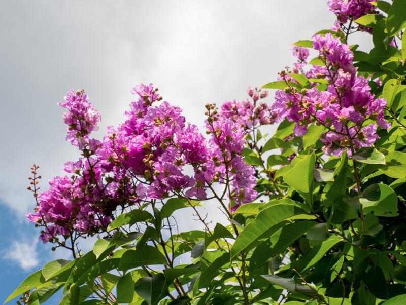 遇见深圳洪湖公园赏荷花,深圳洪湖公园赏荷花视频