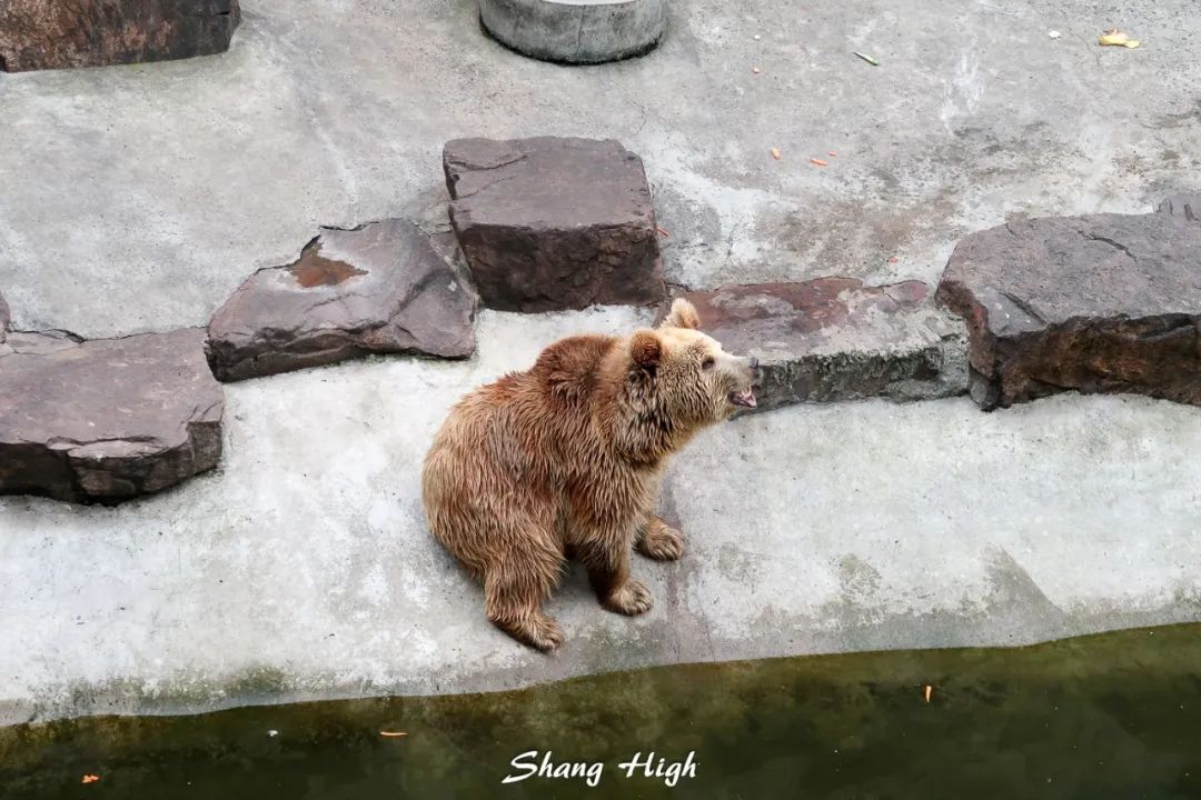 和平公园动物岛还有吗,和平公园可以喂动物吗