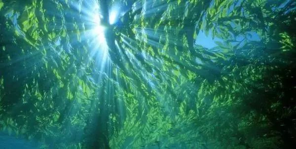 十二星座面子排行榜,万事屋哪个好用