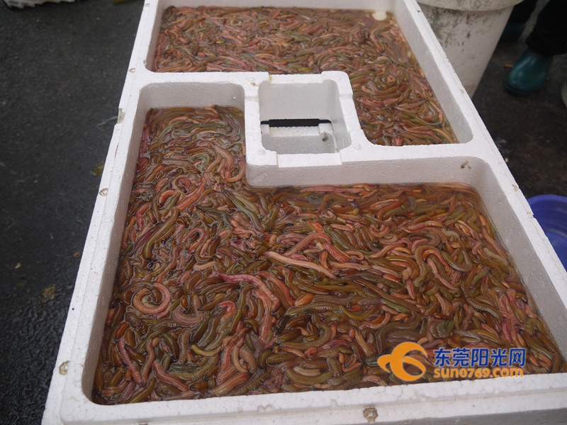 东莞“天价”虫子上市样子丑却是抢手宝