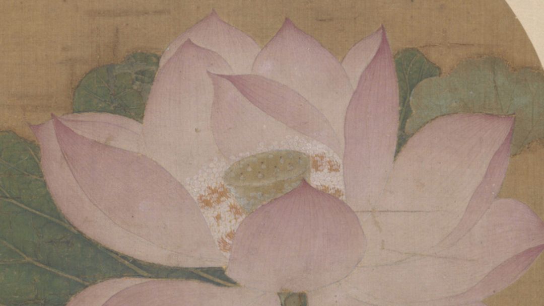 故宫百年荷花开花,北京故宫荷花开了么