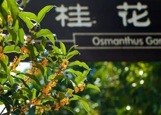 上海赏桂花好去处,江浙沪赏桂哪里去