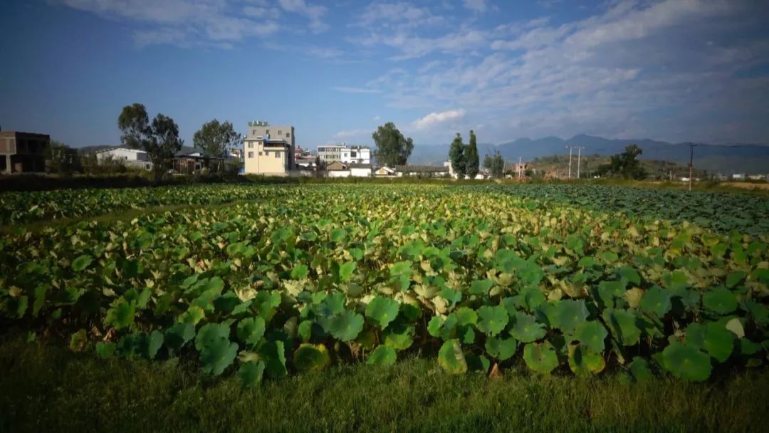 全面清理养殖网箱,水域取缔网箱养殖