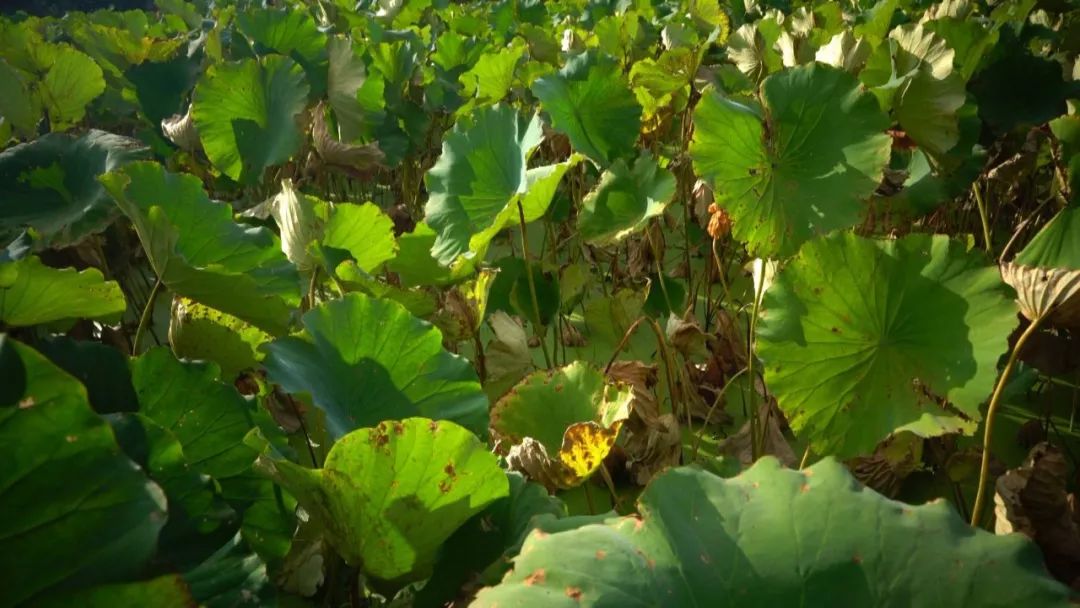 全面清理养殖网箱,水域取缔网箱养殖