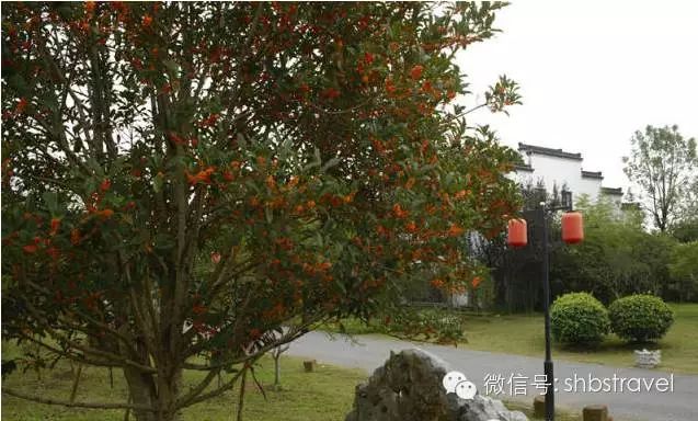 上海赏桂花好去处,江浙沪赏桂哪里去