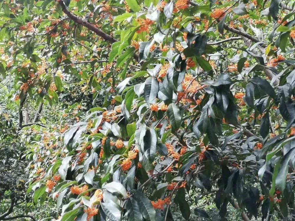 上海赏桂花好去处,江浙沪赏桂哪里去