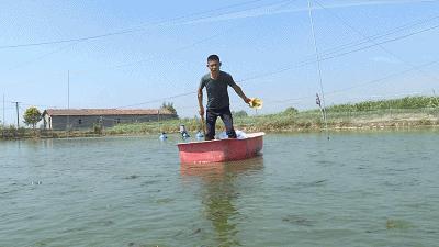 台湾泥鳅养殖成本利润,养殖台湾泥鳅能赚钱吗