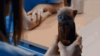 萌翻了！网友亲测猫趴在地上可以有多扁！原来猫的真实形态是液体的…