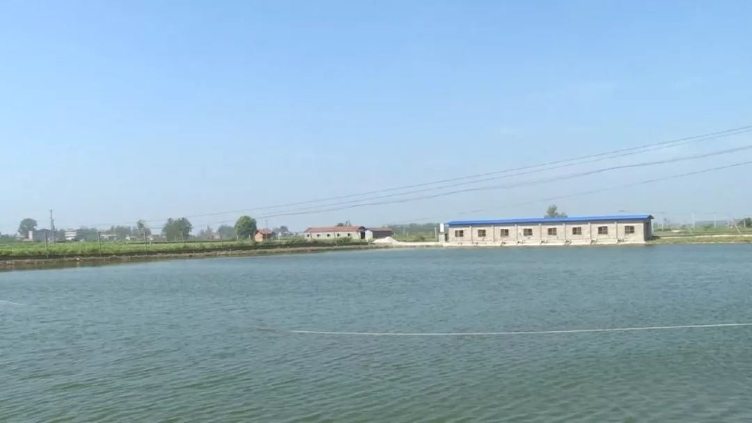 台湾泥鳅养殖成本利润,养殖台湾泥鳅能赚钱吗