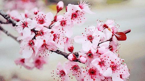 春暖花开醉美齐山,春暖花开醉美花海