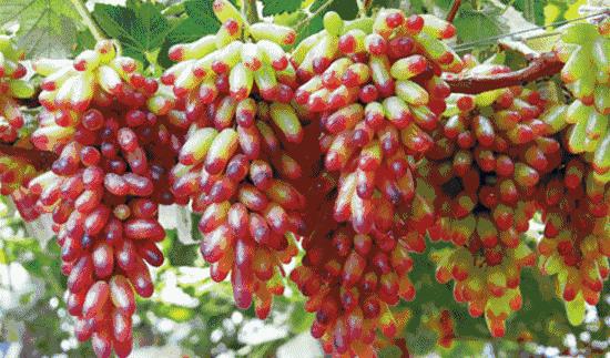 葡萄里含有哪些营养素,葡萄都有什么营养