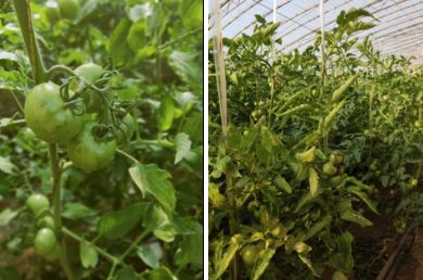 用它一茬多赚近2万：种地老把式再不愁销路，经销商惊叹这产品要火！