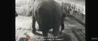 丧心病狂！每帧画面都在捅刀子，多少人忽视了这些人间惨剧…