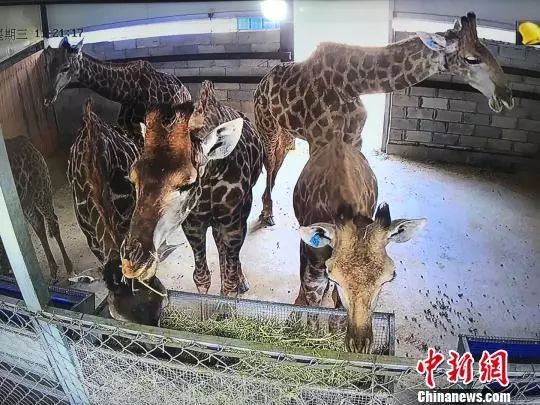 夜读海关｜厦门口岸平行进口汽车首破千辆，南通口岸首次截获有害生物中间乳白蚁