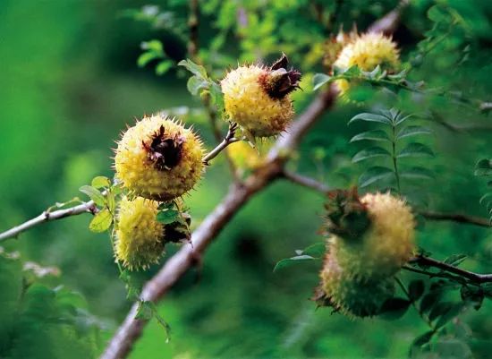 嘴唇干裂？世界最昂贵“液体钻石”，恢复水润，告别唇部细纹！