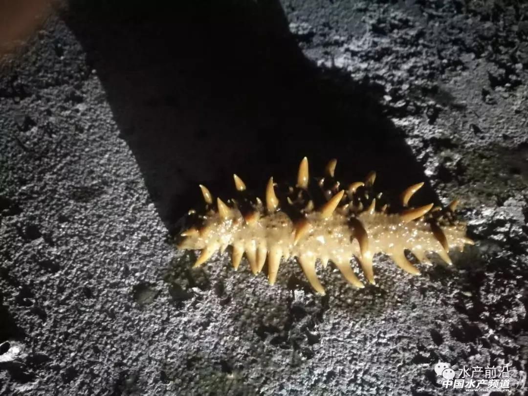 海参最低多少钱一斤,120斤野生海参价格