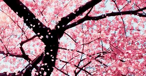 “樱花”是cherryflower？老外都要笑哭了