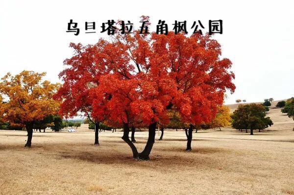 大青山惊艳风景,赤峰克旗大青山秋意浓