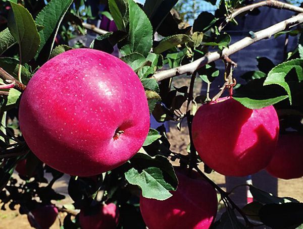 2021年什么品种的水果最有前景,近年最具前景的水果品种