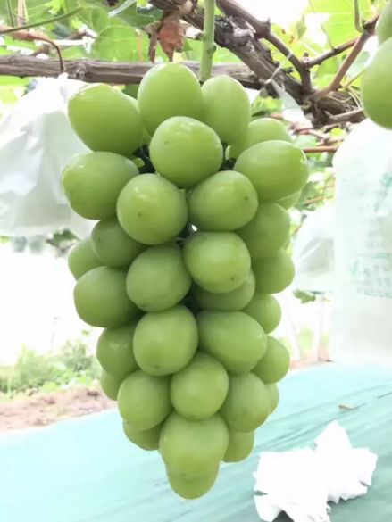 2021年什么品种的水果最有前景,近年最具前景的水果品种