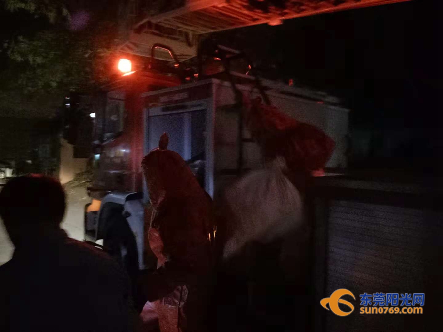 清溪一住宅小区藏了两个“足球窝”，上面爬满了马蜂