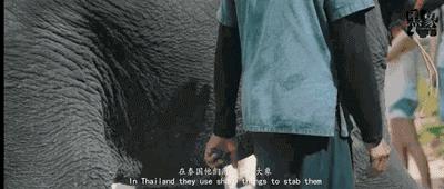 丧心病狂！每帧画面都在捅刀子，多少人忽视了这些人间惨剧…