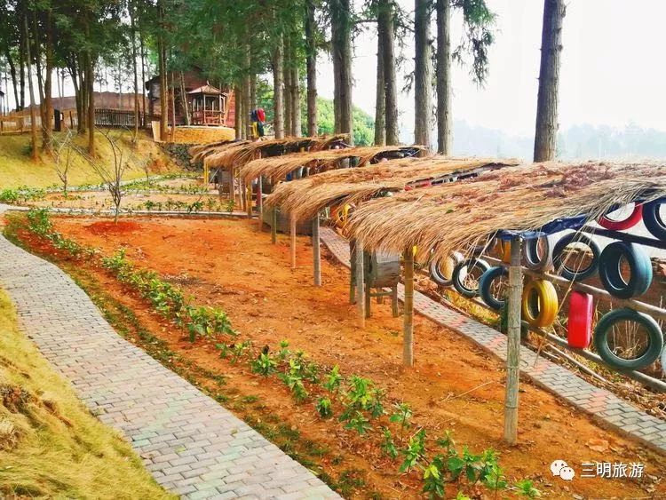 福建树屋酒店推荐,福建特点树屋民宿度假屋特点