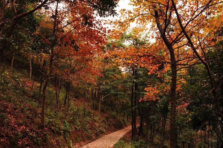 爱爬山的人都爬什么山,爱爬山的山里人完整版