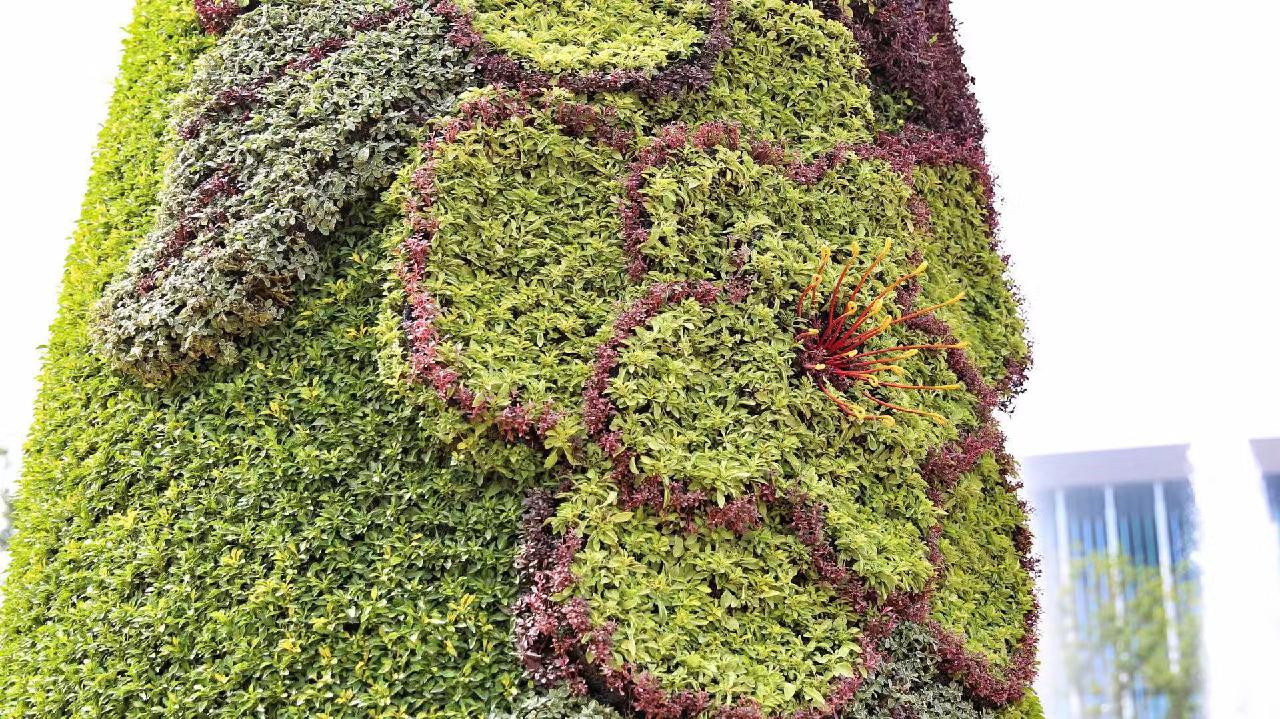 60万株大花百日草、800块七彩格栅板、近万盏LED灯……“四叶草”盛装喜迎八方宾客