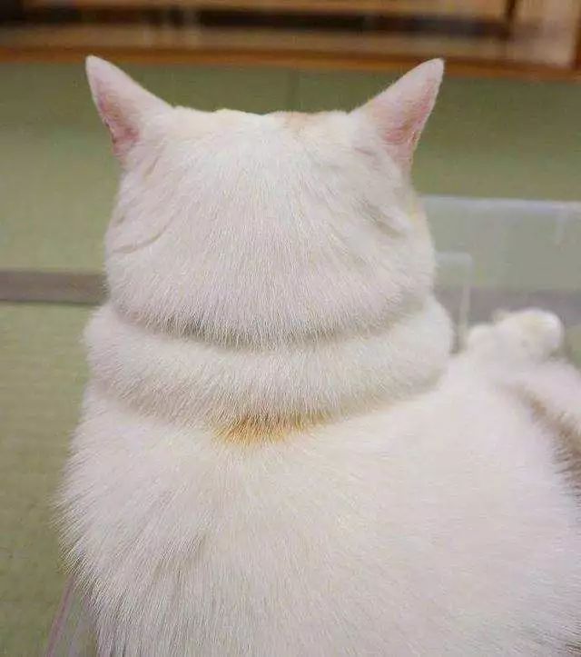 为什么现在年轻人喜欢养猫,为什么现在的年轻人都喜欢养猫咪