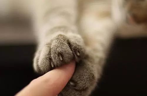 为什么现在年轻人喜欢养猫,为什么现在的年轻人都喜欢养猫咪