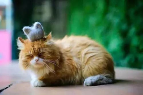 为什么现在年轻人喜欢养猫,为什么现在的年轻人都喜欢养猫咪