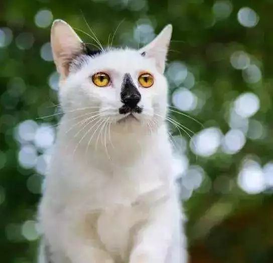 为什么现在年轻人喜欢养猫,为什么现在的年轻人都喜欢养猫咪