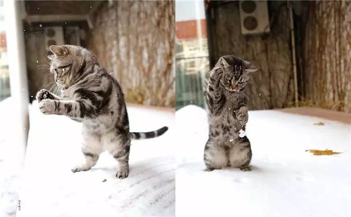 为什么现在年轻人喜欢养猫,为什么现在的年轻人都喜欢养猫咪