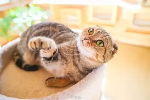 为什么现在年轻人喜欢养猫,为什么现在的年轻人都喜欢养猫咪