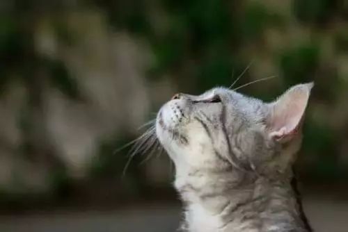 为什么现在年轻人喜欢养猫,为什么现在的年轻人都喜欢养猫咪