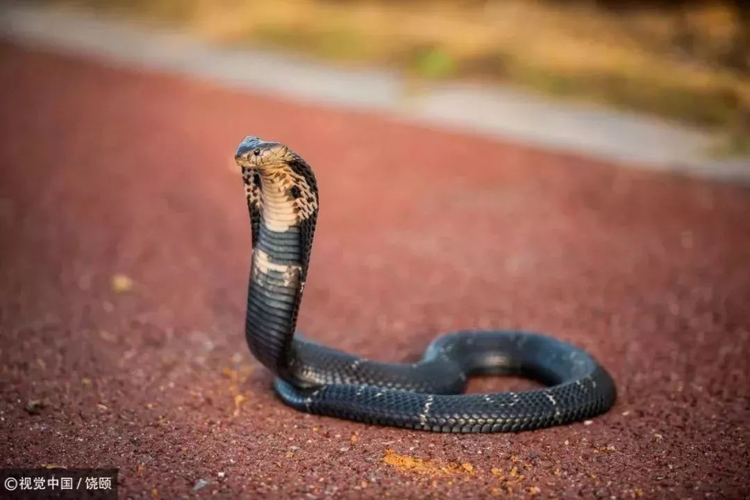 刷爆今天池州人朋友圈的舟山眼镜蛇，喜欢待在啥地方？专家这样说……