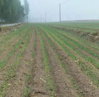 小麦刚出穗子倒了怎么办,小麦刚出苗叶发黄死棵咋回事