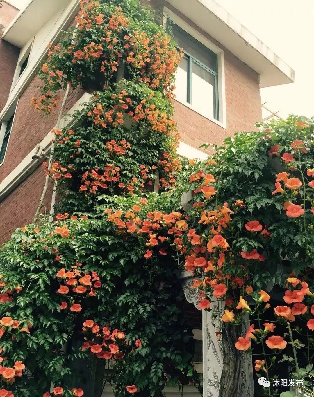 宿迁沭阳：这份“绿色福利”你值得拥有~