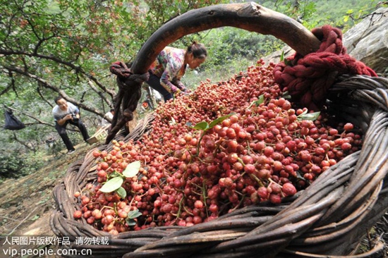 胡椒和花椒是一种调料吗,辣椒花椒麻椒胡椒