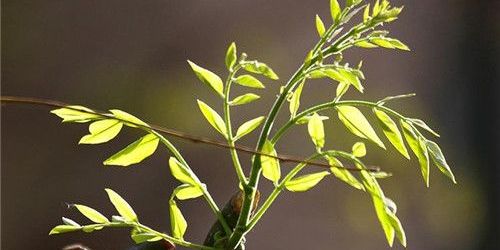 2019年是几月几日立春,2019年农历立春是什么时候