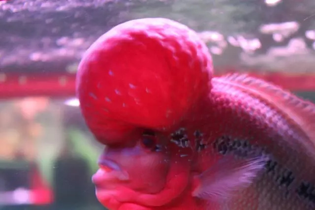 培菌石开缸,生态缸如何快速培菌