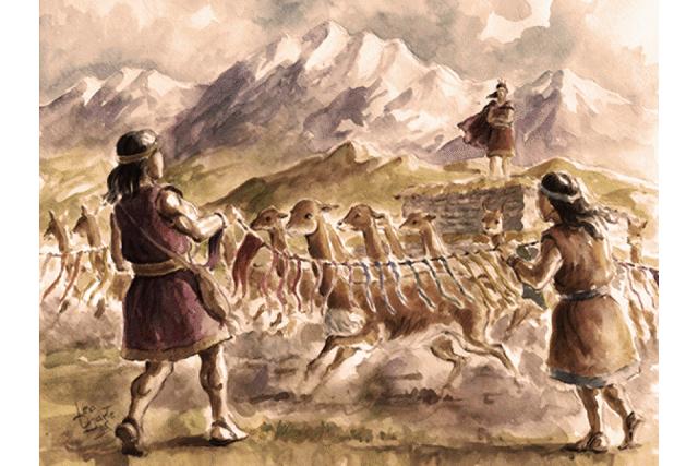 羊驼毛和羊绒哪个高档,一线品牌羊驼毛