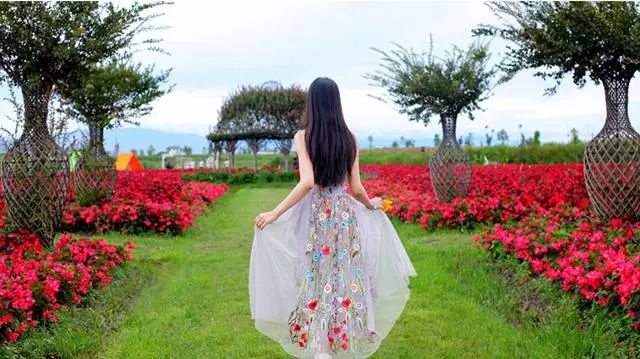 大理云海花海,大理花海漫步