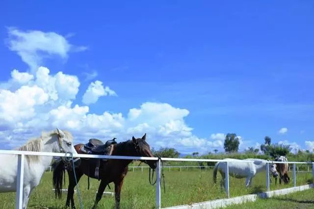 大理云海花海,大理花海漫步