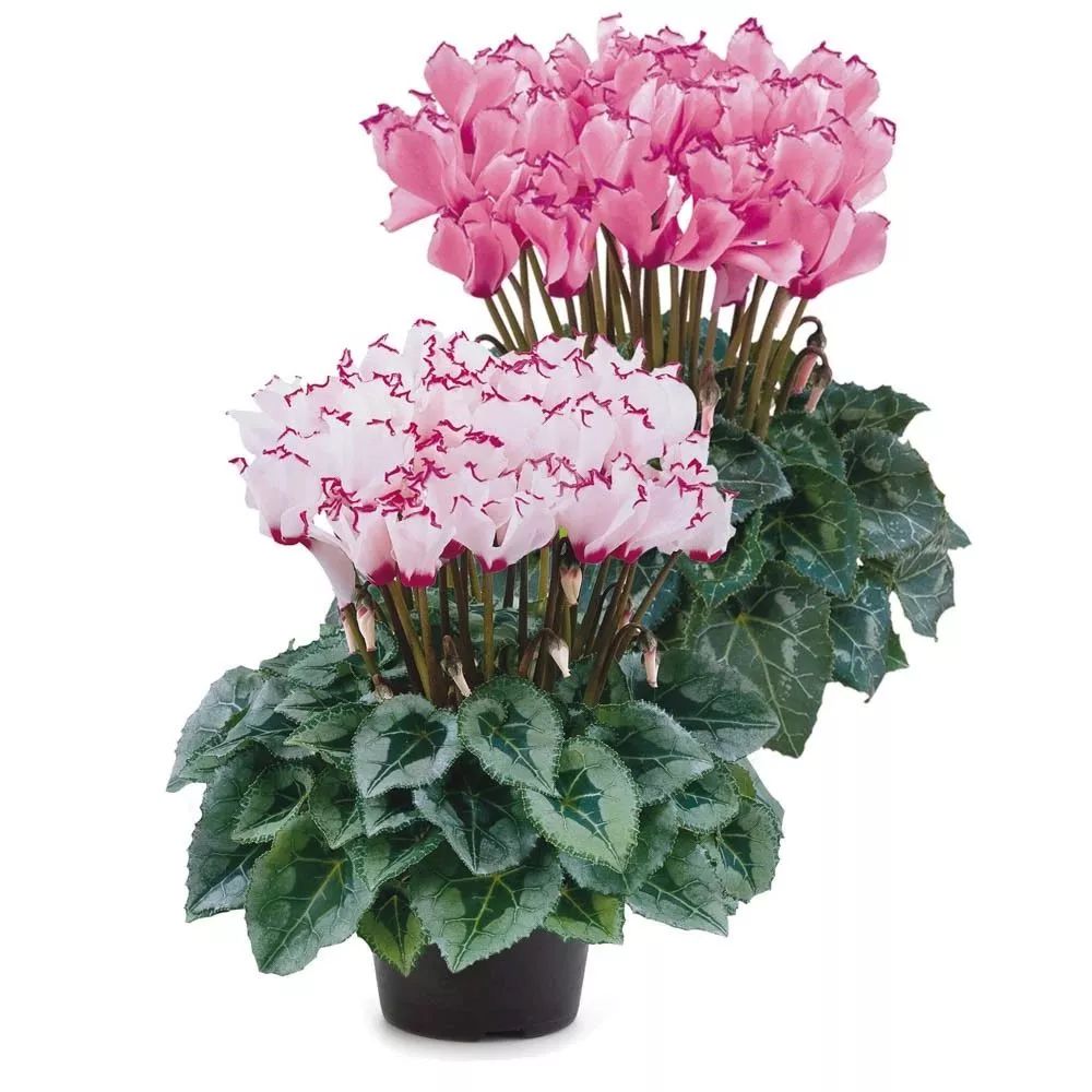 双11的第六天：给大家安利这款冬日绝不可错过的兔耳朵花